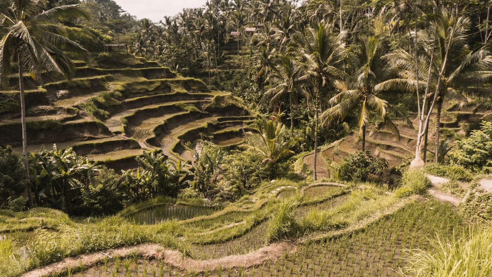 Ubud Culture tour — cover photo